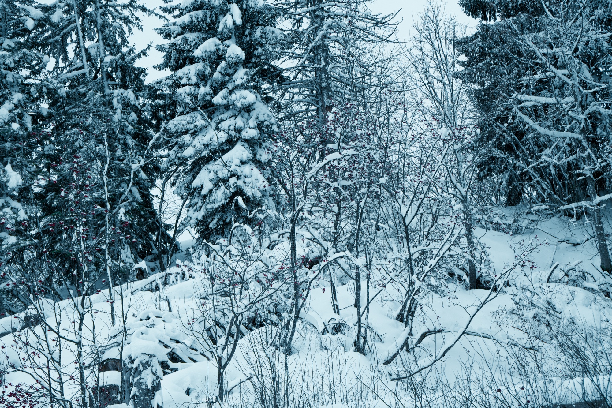 Your ski-themed horoscope, Alpine edition